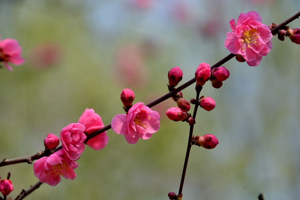 楼观红梅花开 (11).jpg