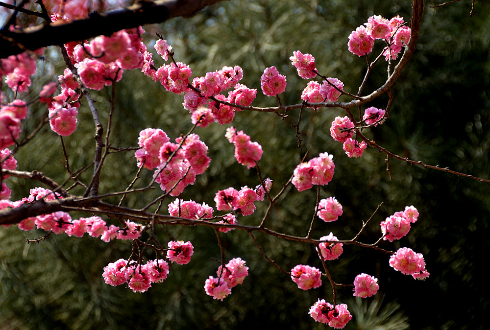 楼观红梅花开 (12).jpg