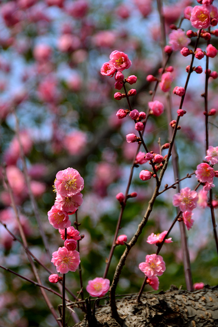 楼观红梅花开 (14).jpg