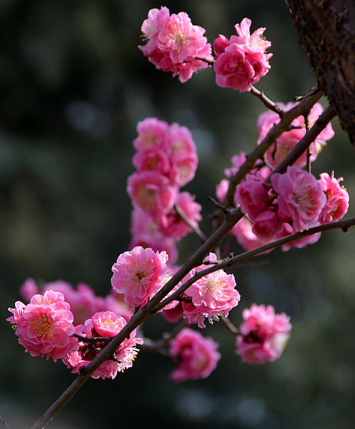 楼观红梅花开 (19).jpg