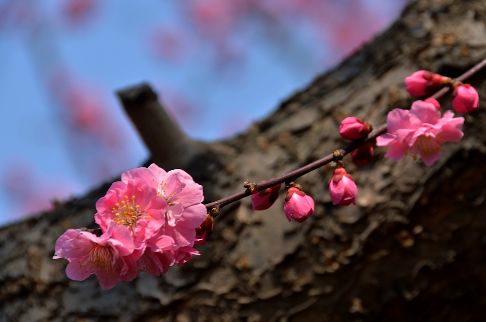 楼观红梅花开 (16).jpg