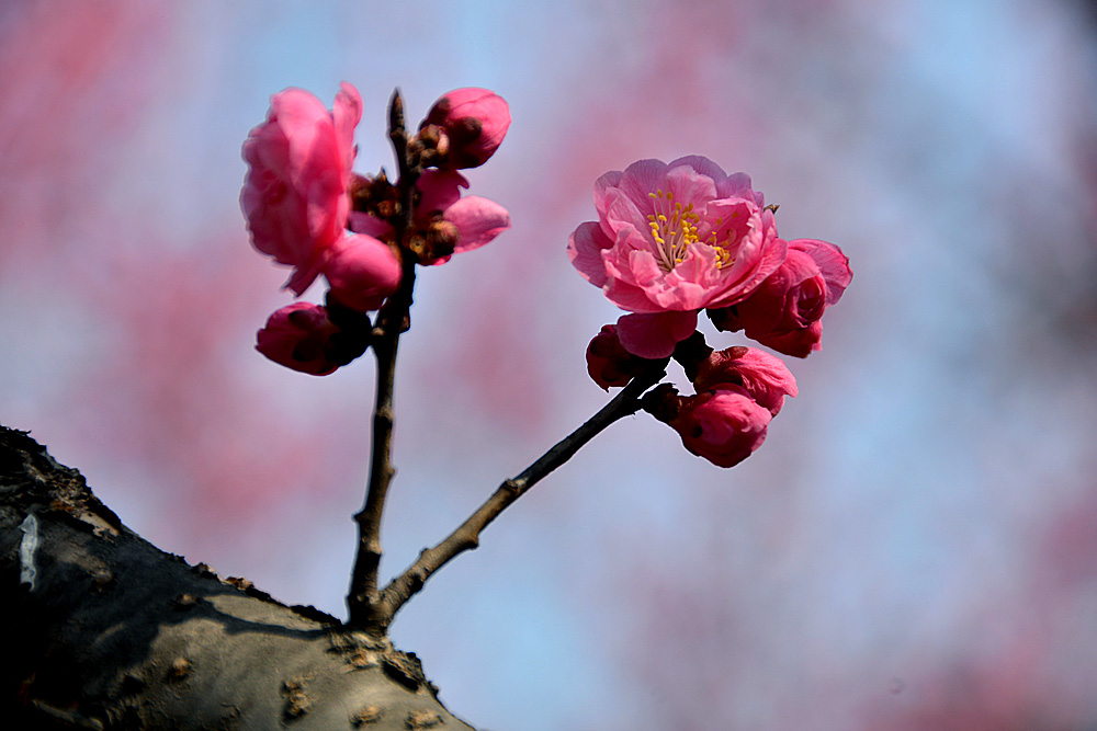 楼观红梅花开 (18).jpg