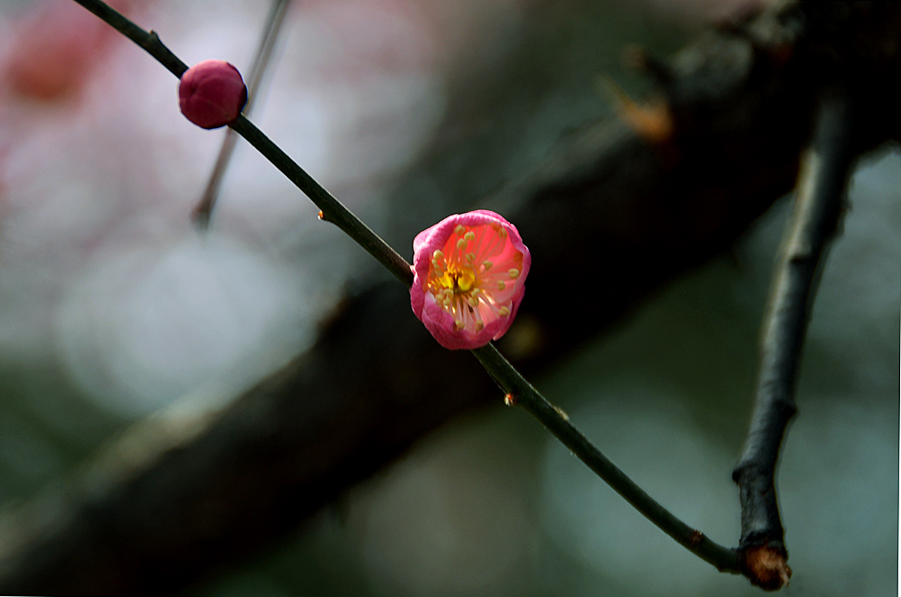 楼观红梅花开 (21).jpg