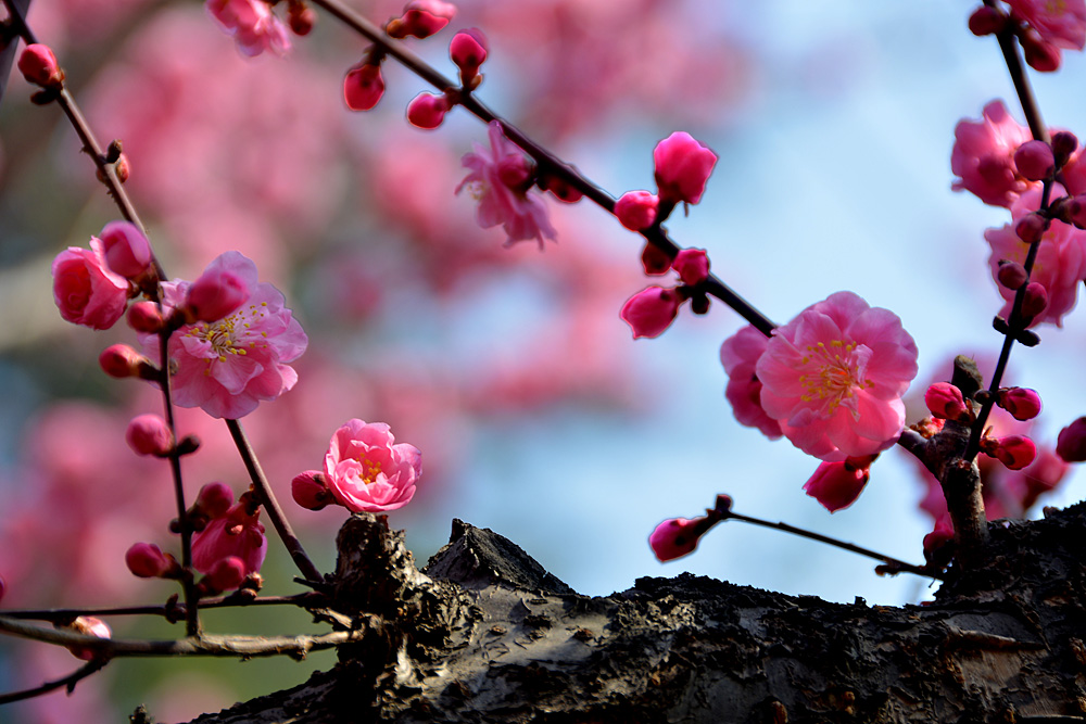 楼观红梅花开 (23).jpg