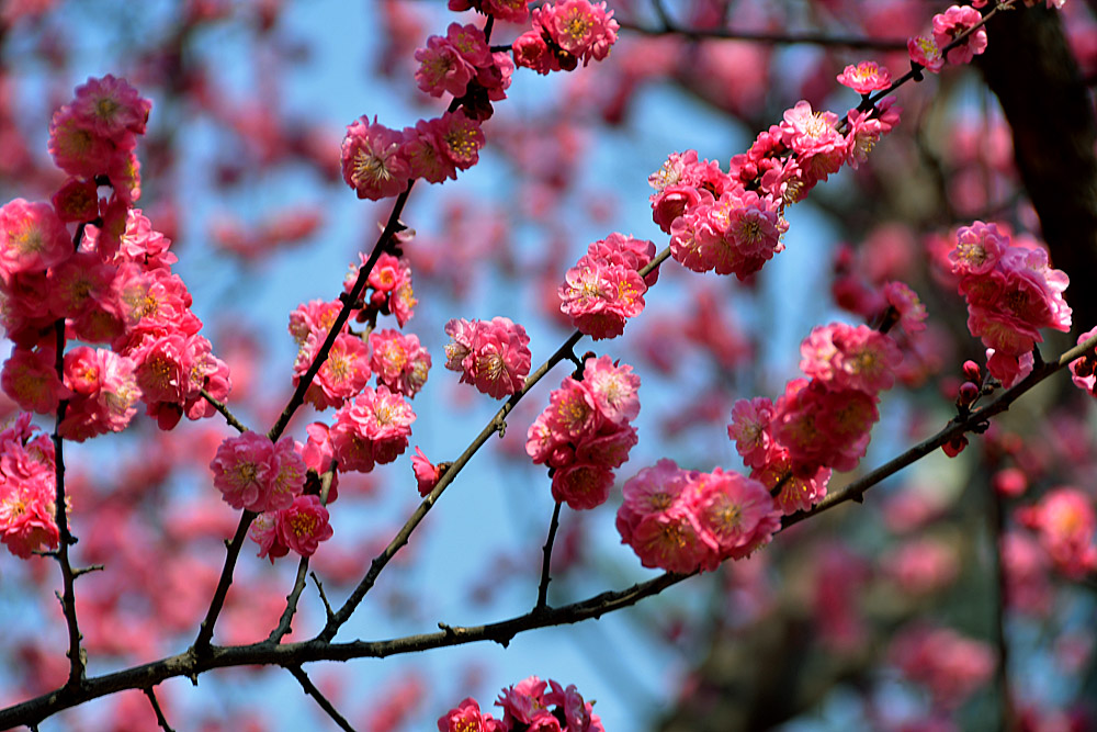 楼观红梅花开 (27).jpg