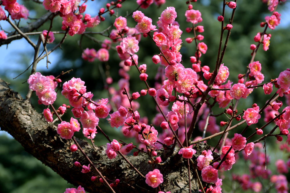 楼观红梅花开 (33).jpg