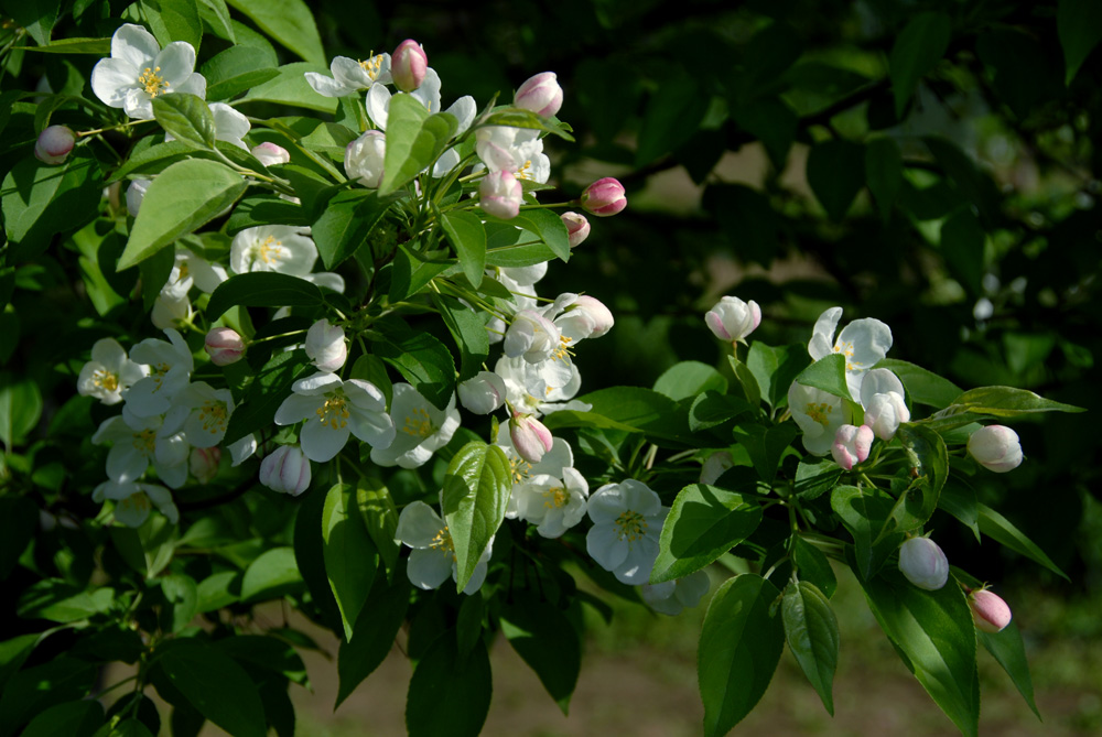 海棠 花 (20).jpg