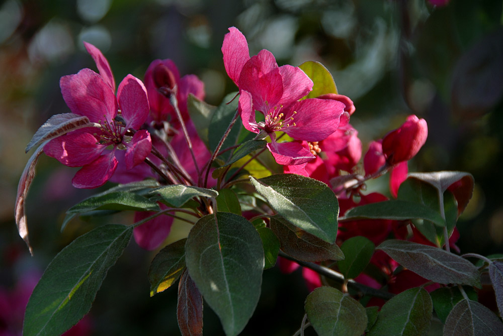 海棠 花 (28).jpg