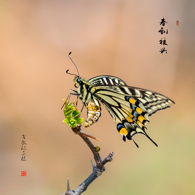 ALY63879副本2.jpg