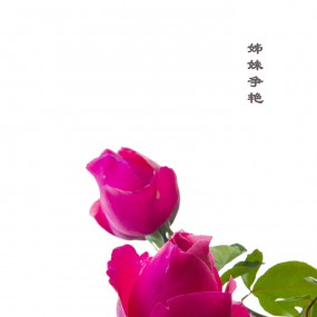 雾霾天的月季花