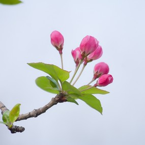 西府海棠