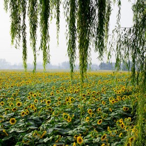 8月10日楼观台葵花花海外拍作业03