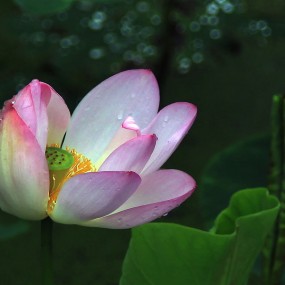 妩媚荷花