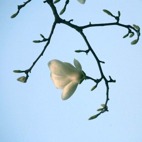 玉兰——