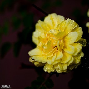 黄玫瑰