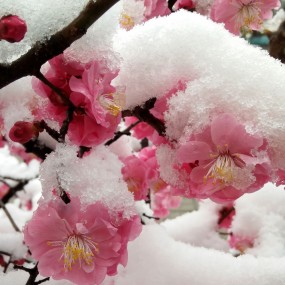 红梅傲雪