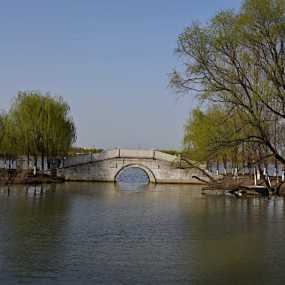 霸柳春光