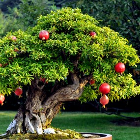 《老树不怠结硕果》