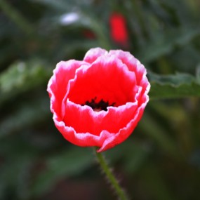 也怕花
