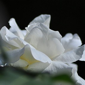 　芳香满园百花中的皇后---月季