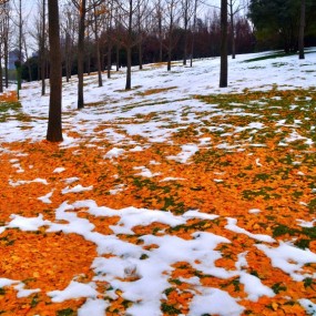 瑞雪之后芙蓉园