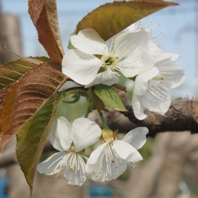 春花鲜艳夺目