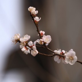 枝头梨花