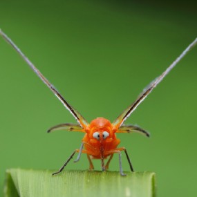 红袖蜡蝉