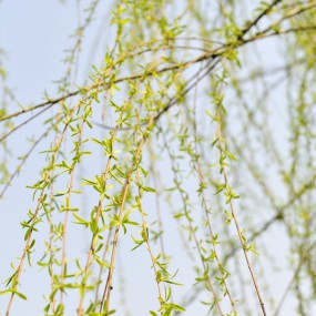 青龙嫩芽