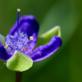 蓝色小花