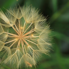 枯花