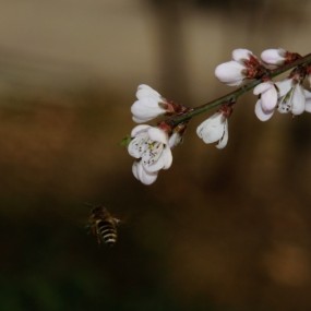 花开蜂舞