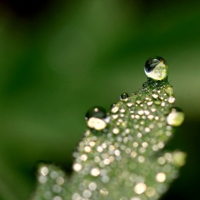 晶莹剔透小水珠