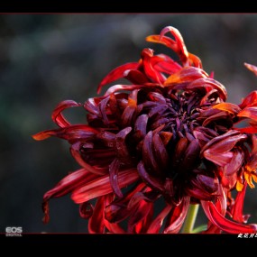 冬菊