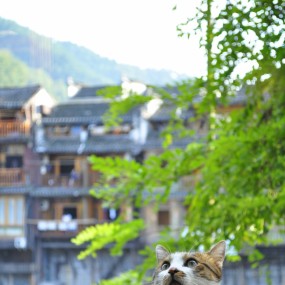 很有范的猫咪