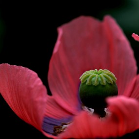 罂粟花蕊