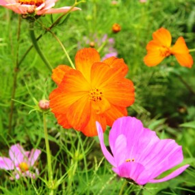 也拍格桑花