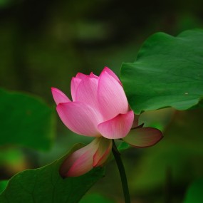 莲湖荷花