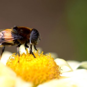 菊花与昆虫