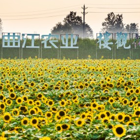 曲江楼观千亩金葵摄影活动花絮及作业~