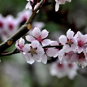 再拍碧桃花