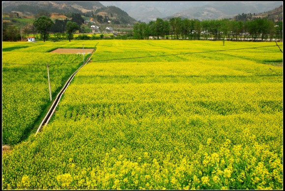 俺也拍几张油菜花