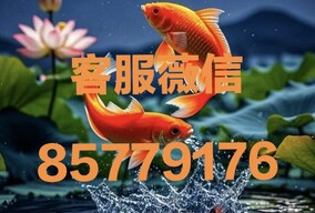 徽Q同步 8577-9176金沙国际最新直属会员登录注册流程
