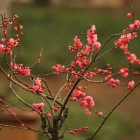 梅花先发映春台