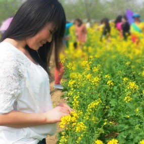 油菜花香