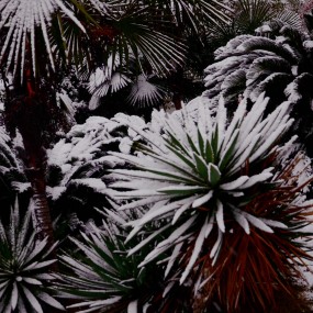 武汉江滩雪景
