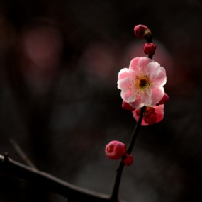 春花浪漫的季节