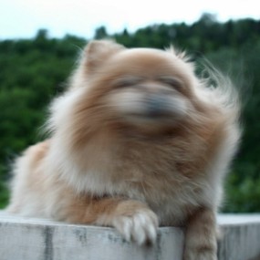 搞怪的狗狗