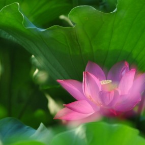 荷花4