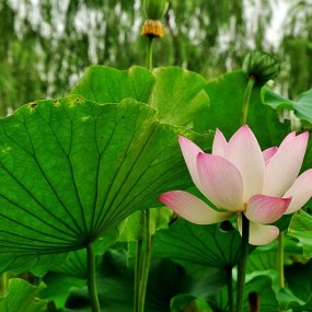 接天莲叶无穷碧，映日荷花别样红